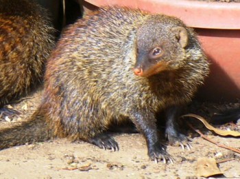 Mongoose at Ramakrishna Centre, Durban