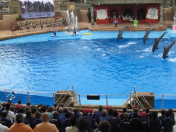 Dolphins' dance at Ushak Sea World