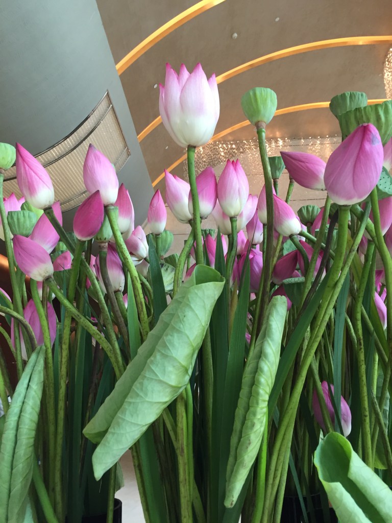 Heart is conceived as lotus in Meditation. This lovely lotus picture taken in China received on Guru Purnima courtesy: RH